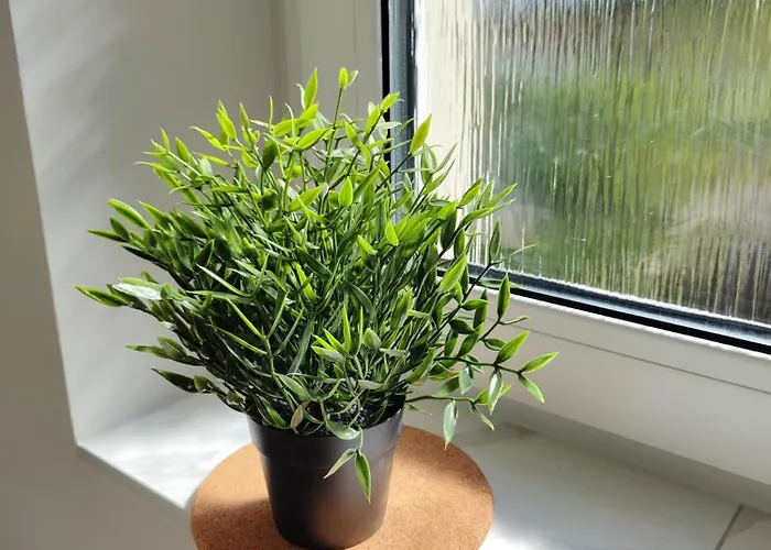 Centrum - Stara I Piekna Kamienica - Ulica Okrzei, Spokoj, Parking, 25m2 Appartement Kłodzko